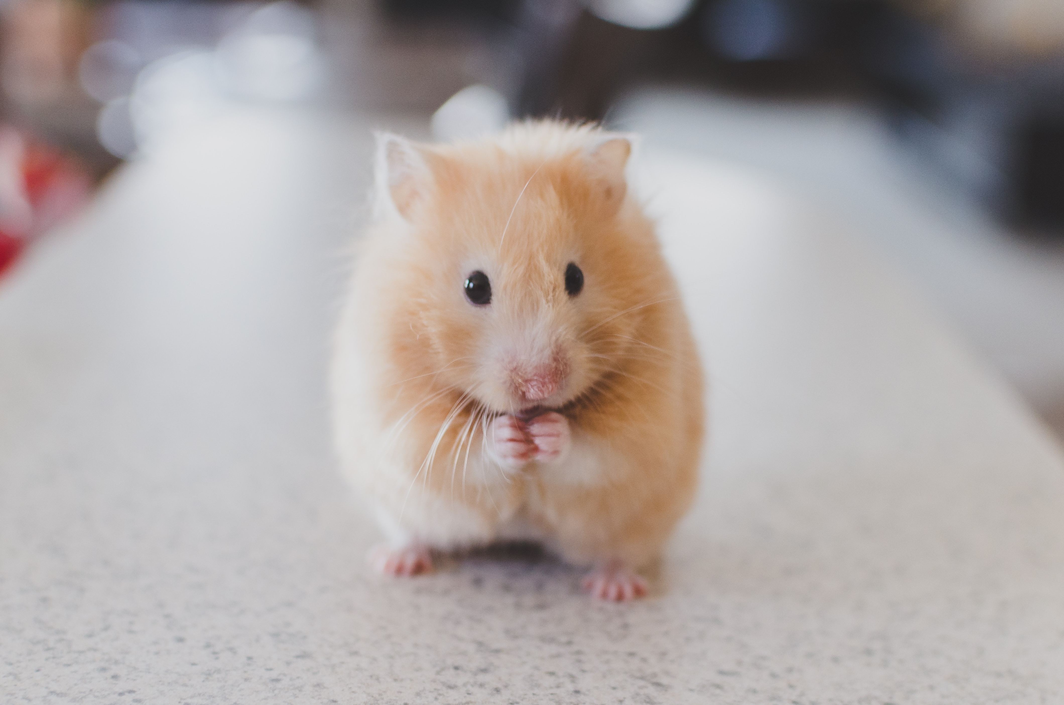 A cute hamster.